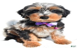 Mini Aussiedoodle dogs for sale: Elsie - Image 4