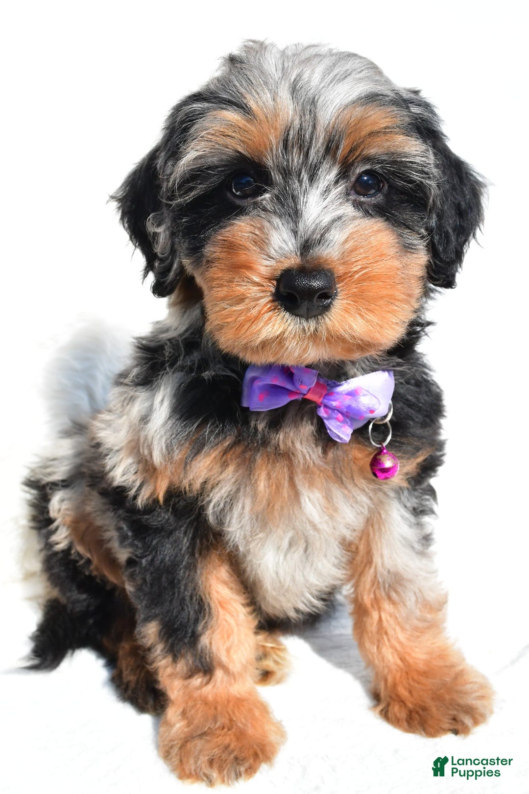 Mini Aussiedoodle dogs for sale: Elsie - Image 4
