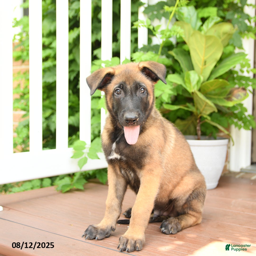 Belgian Malinois dogs for sale: Thane - Image 2