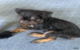 Brussels Griffon dogs for sale: Gilbert - Image 6