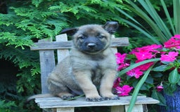 Belgian Malinois dogs for sale: Blake - Image 3