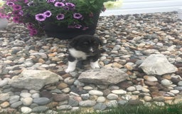 English Shepherd dogs for sale: Taco - Image 3