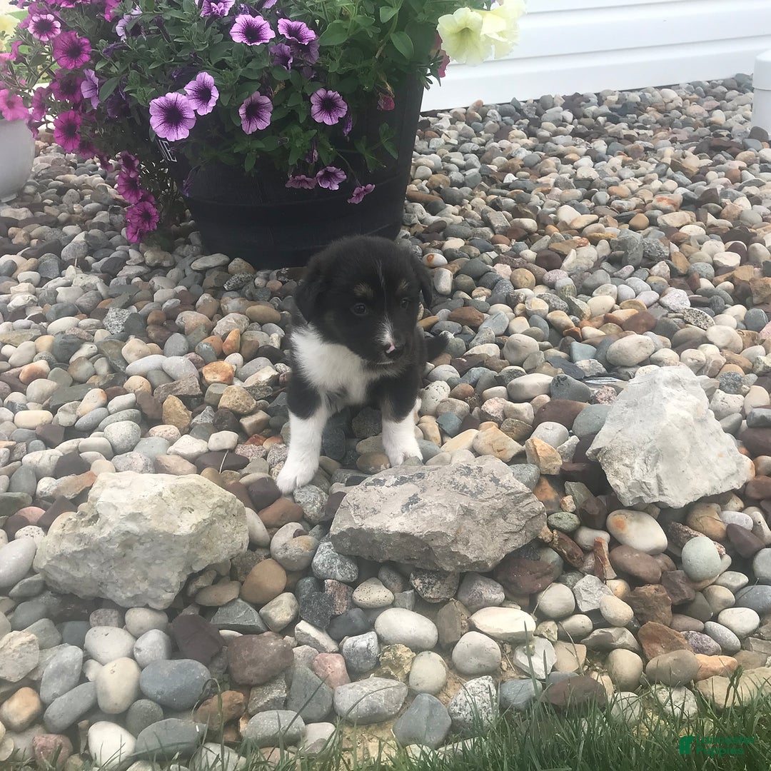 English Shepherd dogs for sale: Taco - Image 3
