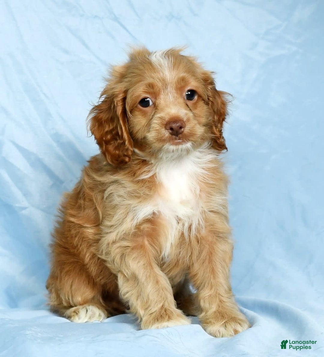 Cockapoo dogs for sale: Vince - Image 8