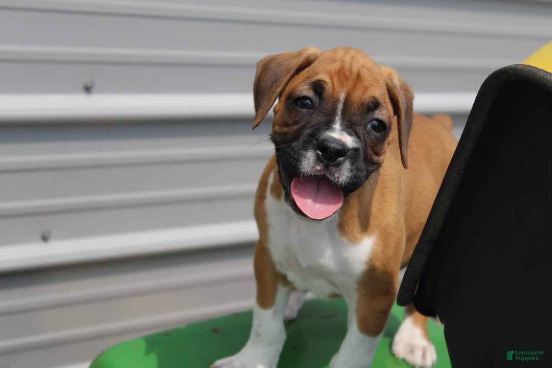 Boxer dogs for sale: Emma - Image 4