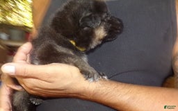 German Shepherd dogs for sale: 3 F German Shepherds - Image 4