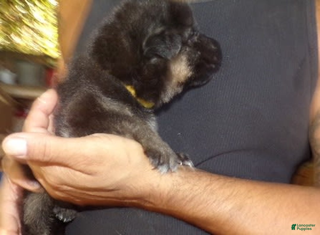 German Shepherd dogs for sale: 3 F German Shepherds - Image 4