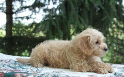 Miniature Poodle dogs for sale: Caramel - Image 4