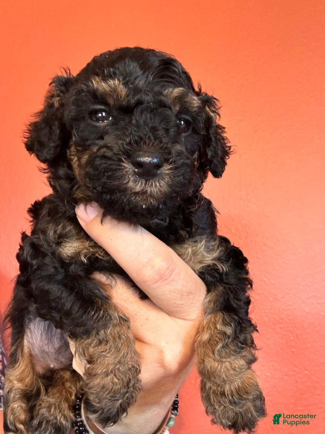 Miniature Poodle dogs for sale: Ruth - Image 1