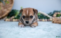Chihuahua dogs for sale: Noggin - Image 4