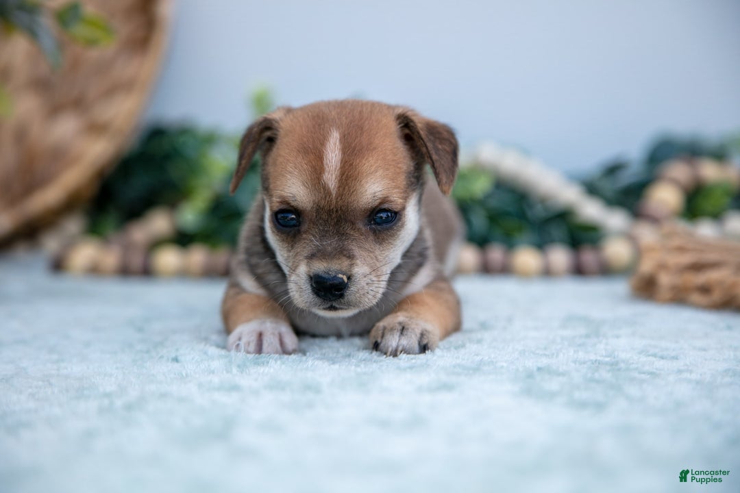 Chihuahua dogs for sale: Noggin - Image 4