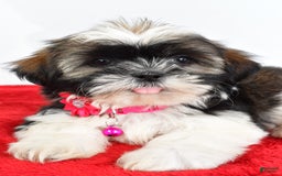 Shih Tzu dogs for sale: Lindy - Image 5
