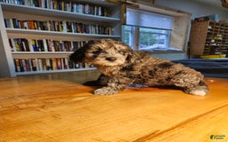 Portuguese Water Dog dogs for sale: Cocoa - Image 3