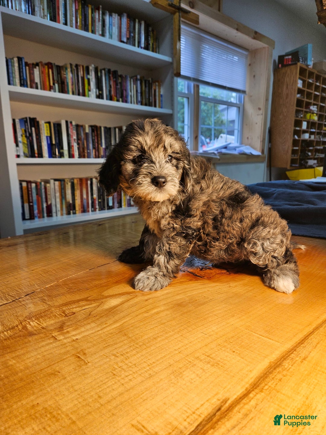 Portuguese Water Dog dogs for sale: Cocoa - Image 3