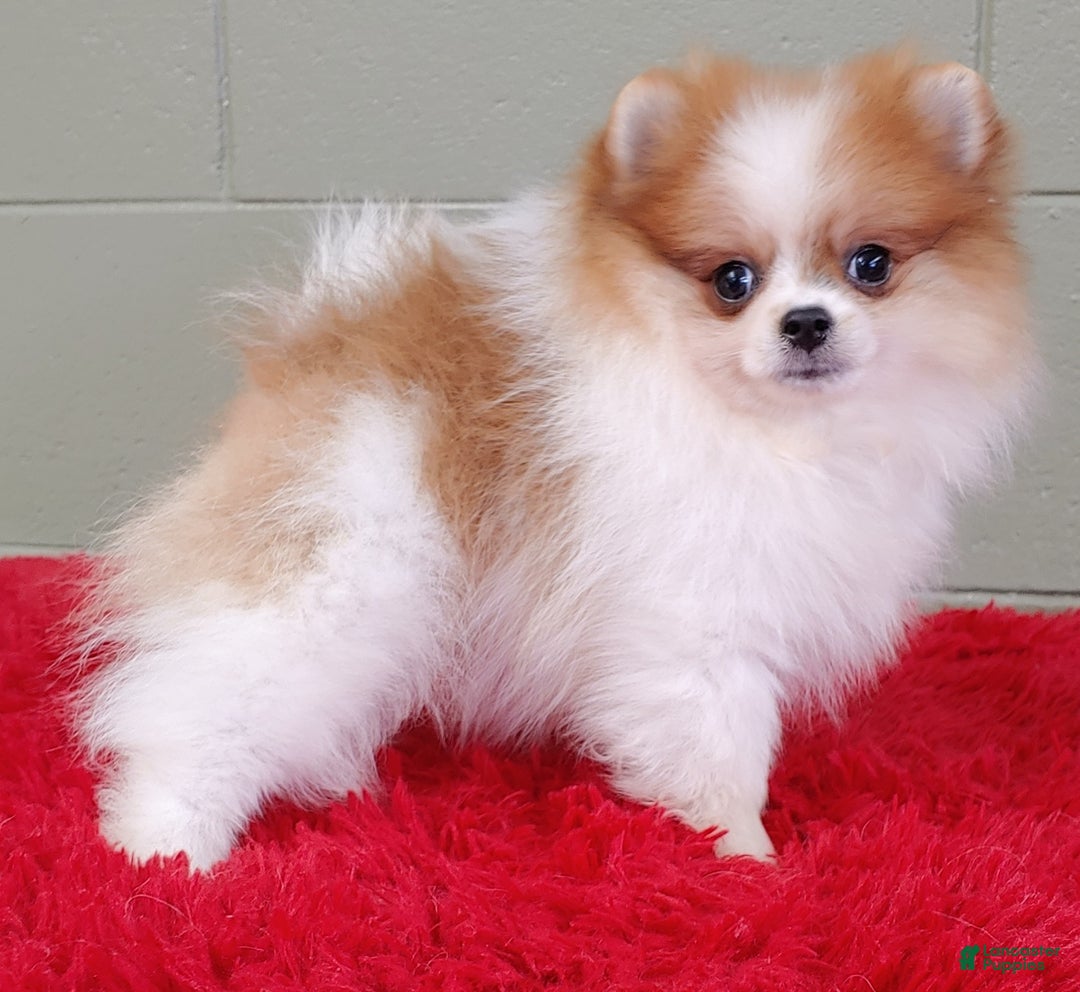 Pomeranian dogs for sale: Tommy - Image 2