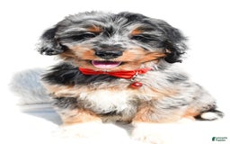 Mini Aussiedoodle dogs for sale: Elias - Image 1