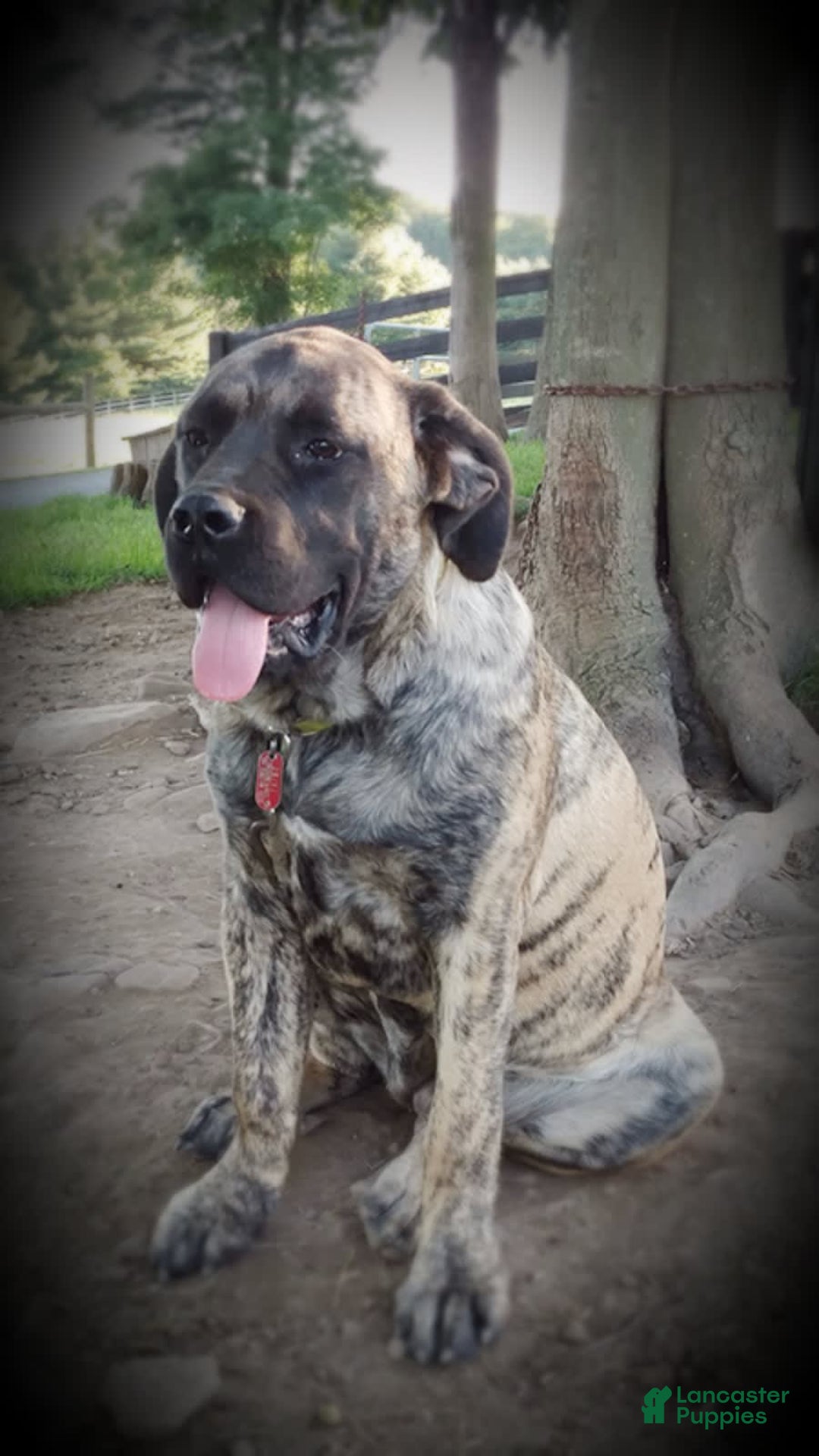English Mastiff dogs for sale: Vance - Image 9
