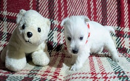 West Highland Terrier dogs for sale: Chip - Image 9