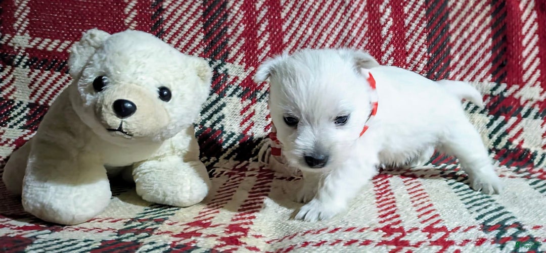 West Highland Terrier dogs for sale: Chip - Image 9