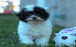 Bichpoo dogs for sale: Baby Doll - Image 18