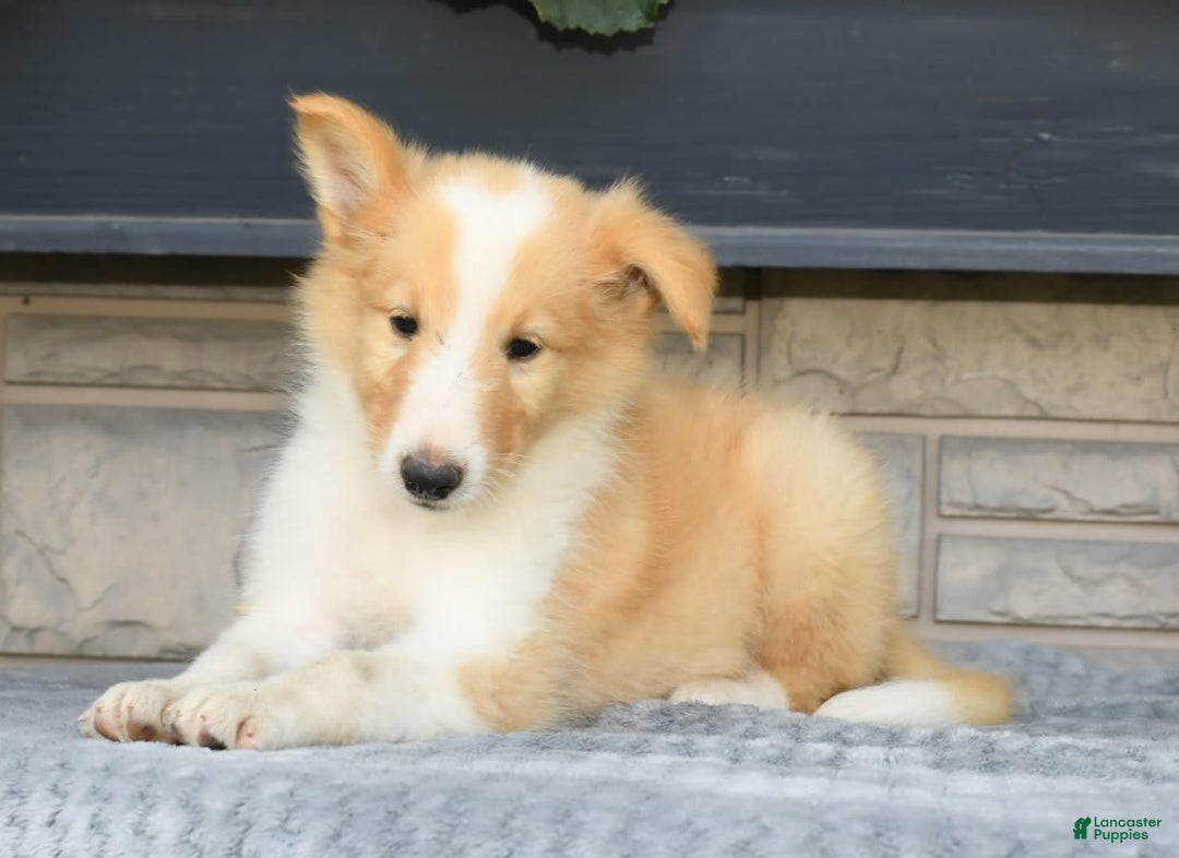 Collie dogs for sale: Parker - Image 3