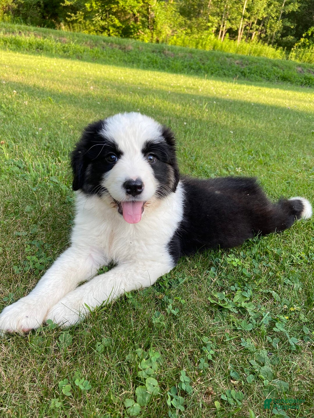 Australian Shepherd dogs for sale: Zena H3 - Image 11