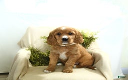 Miniature Golden Retriever dogs for sale: Bubbles - Image 2