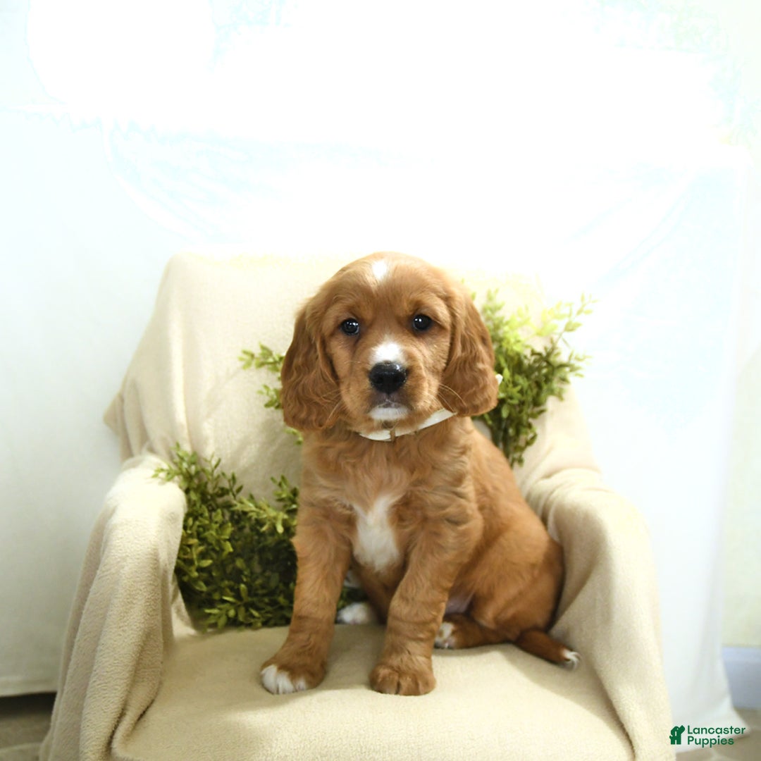 Miniature Golden Retriever dogs for sale: Bubbles - Image 2