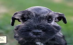 Miniature Schnauzer dogs for sale: Walter - Image 3