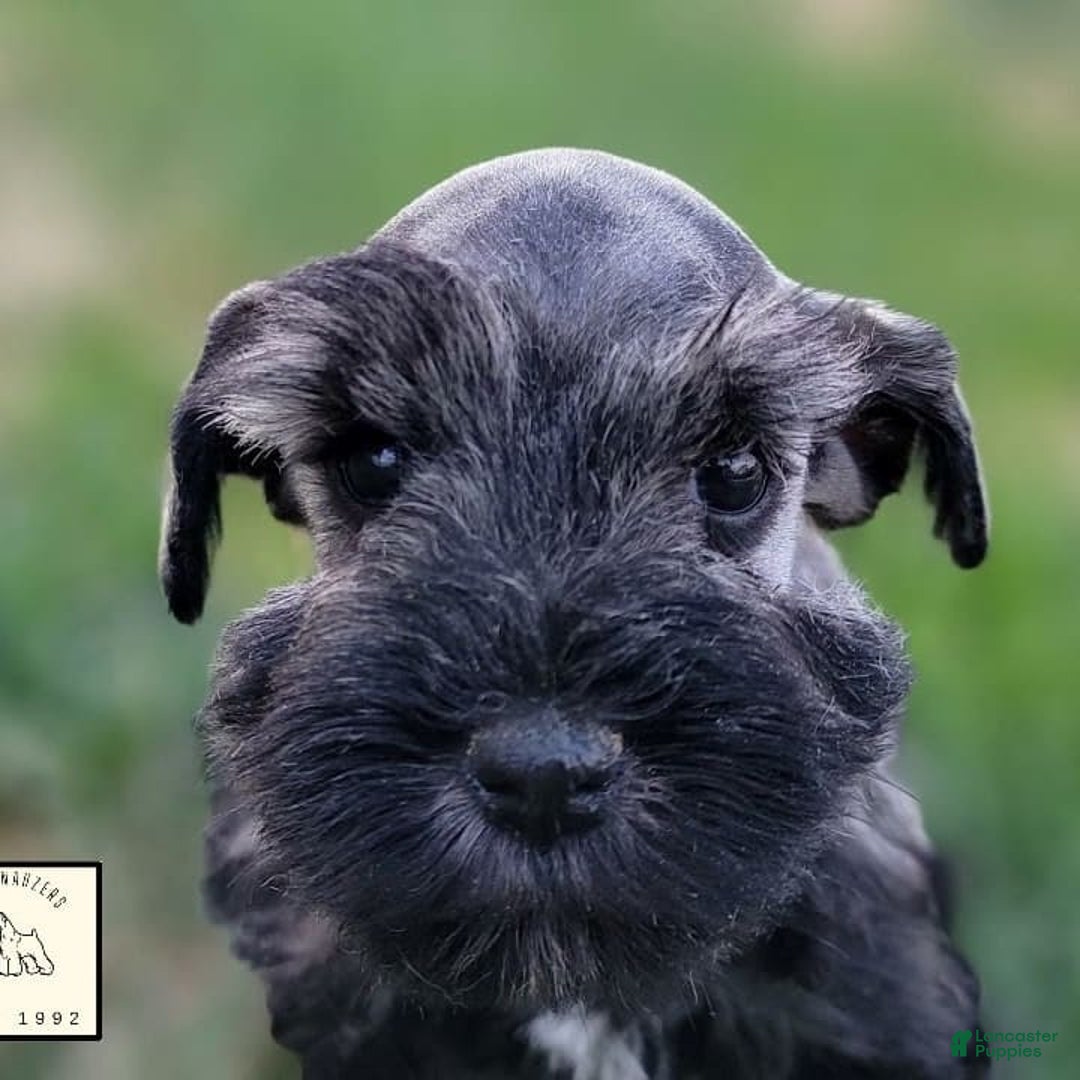 Miniature Schnauzer dogs for sale: Walter - Image 3