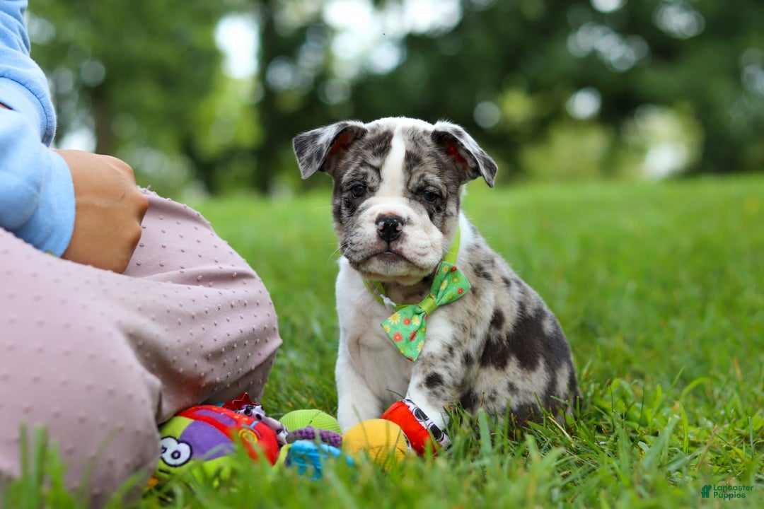 Beabull dogs for sale: Oreo - Image 1