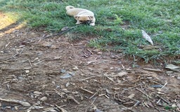 Jug dogs for sale: Josie - Image 2