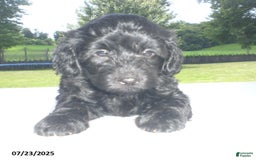 Yorkiepoo dogs for sale: Manny - Image 16