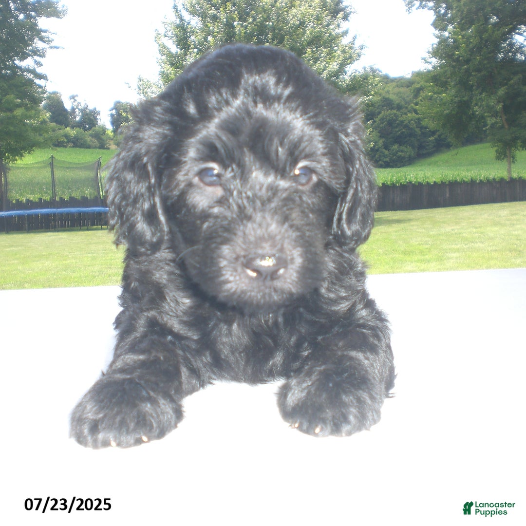 Yorkiepoo dogs for sale: Manny - Image 16