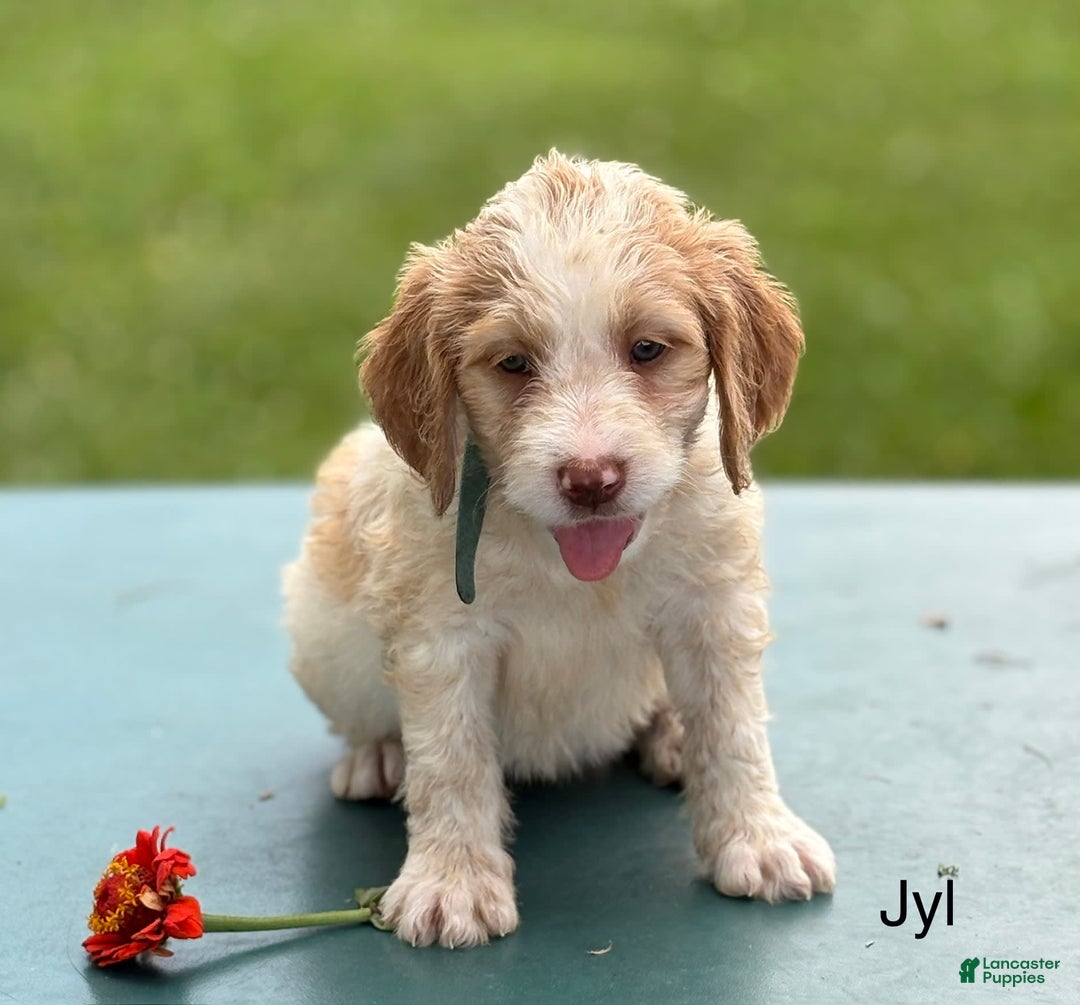Brittany Spaniel dogs for sale: Jyl - Image 2