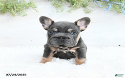 French Bulldog dogs for sale: Barb - Image 1