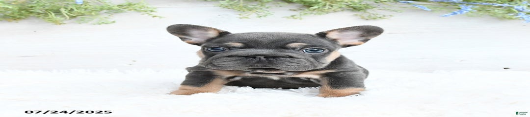 Barb