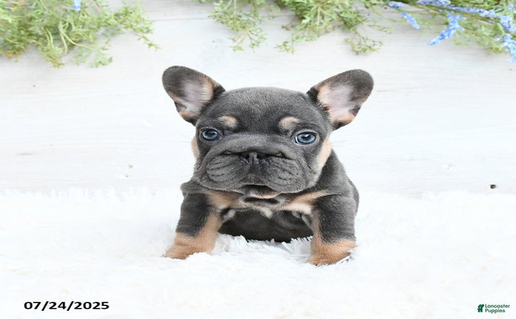French Bulldog dogs for sale - Ad 1