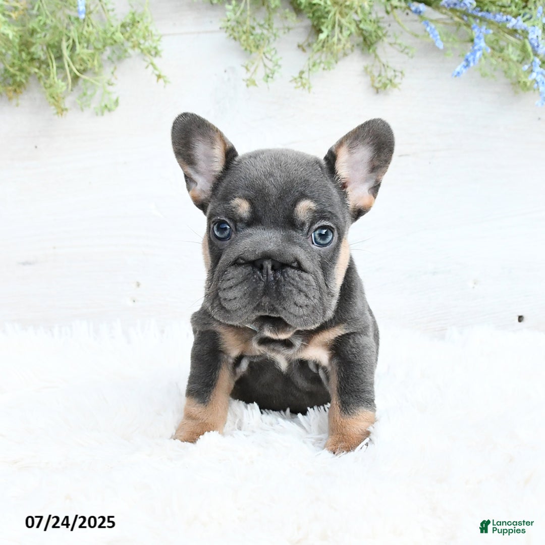 French Bulldog dogs for sale: Barb - Image 1