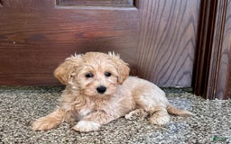 Maltipoo dogs for sale: Darling - Image 10