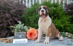 Boxer dogs for sale: Ranger - Image 1