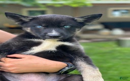 Gerberian Shepsky dogs for sale: Pixy - Image 21