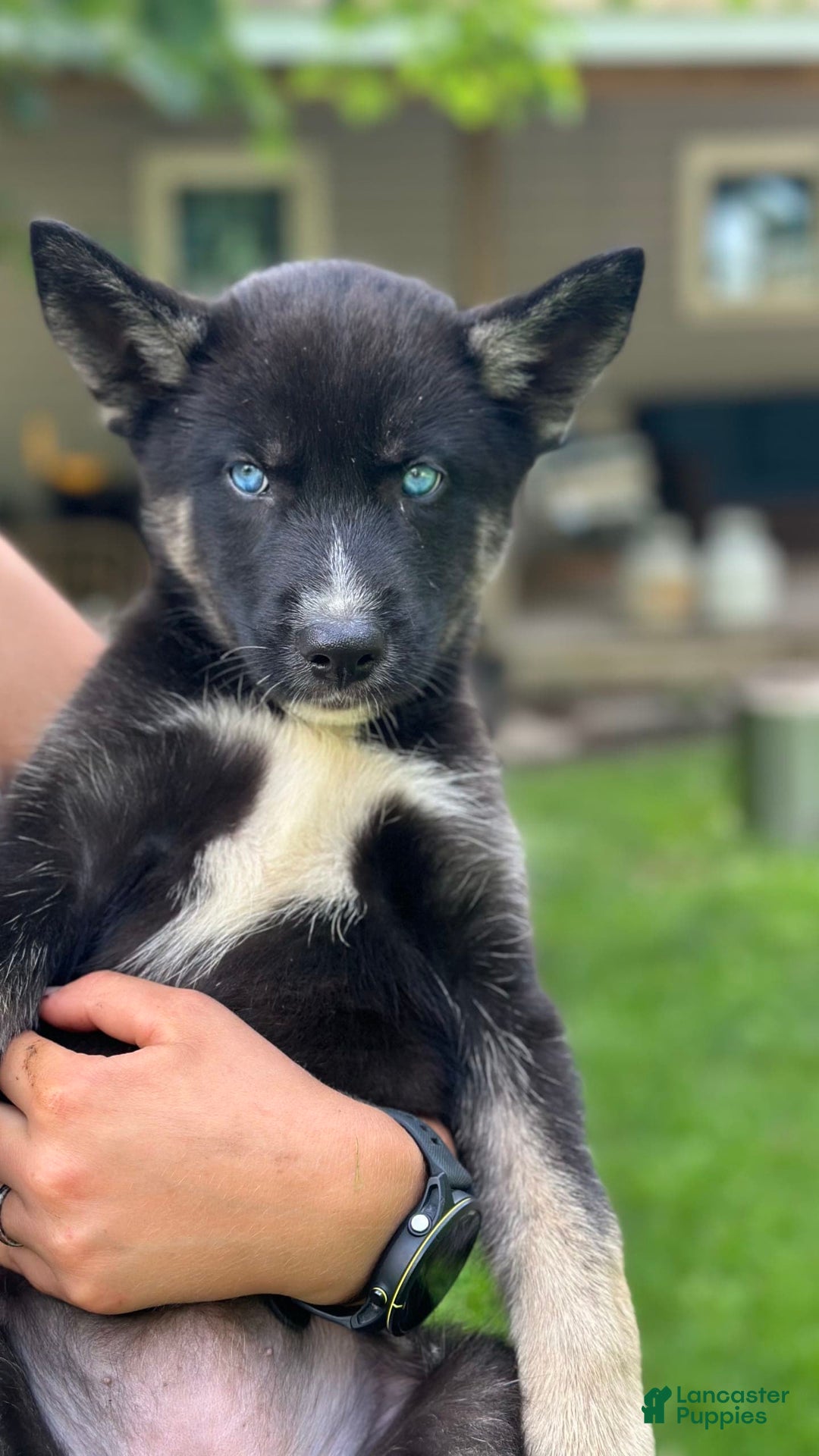 Gerberian Shepsky dogs for sale: Pixy - Image 21