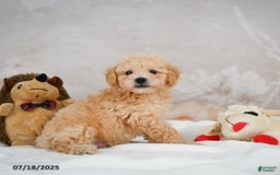Bichpoo dogs for sale: Dillon - Image 1