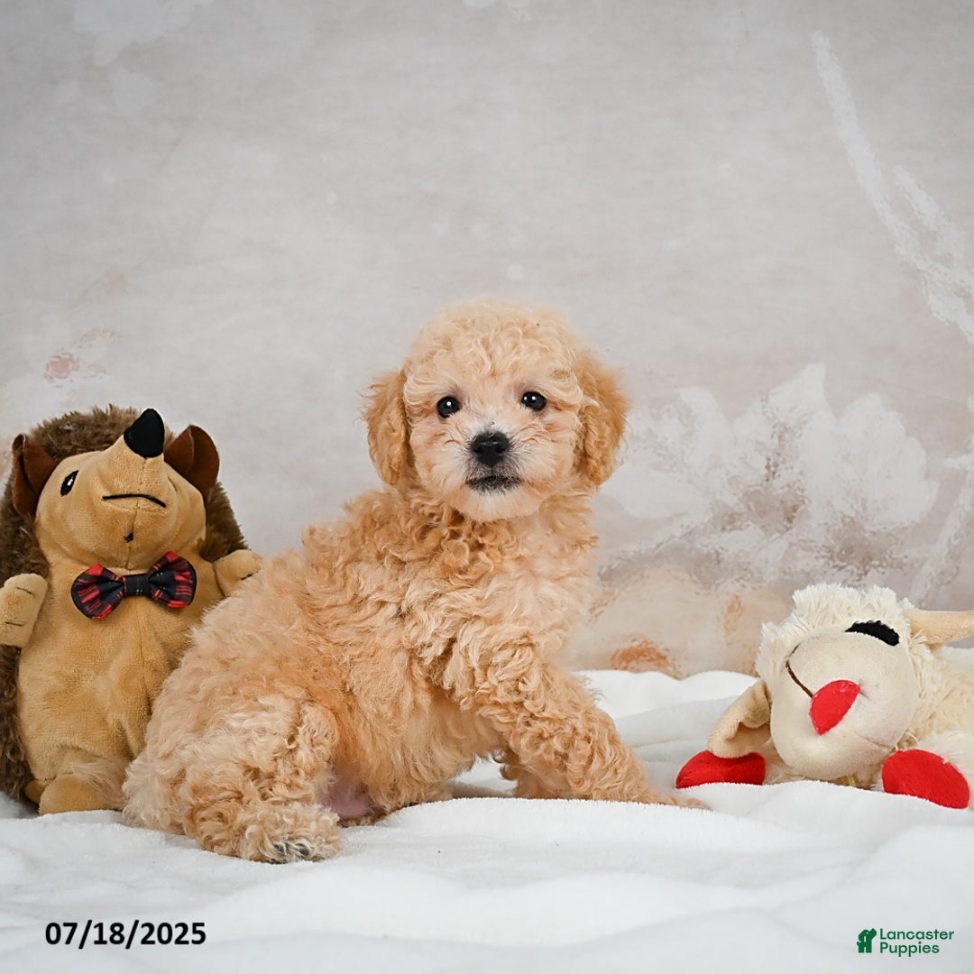 Bichpoo dogs for sale: Dillon - Image 1