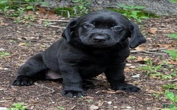 Labrador Retriever dogs for sale: Ahsoka - Image 2
