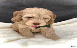 Cockapoo dogs for sale: Enzo - Image 10
