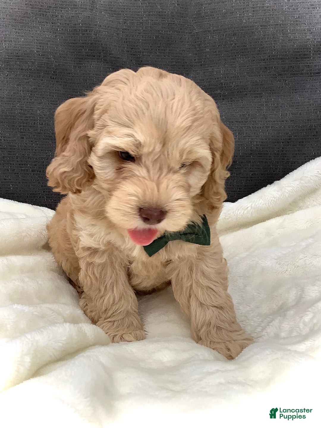 Cockapoo dogs for sale: Enzo - Image 10