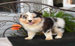Australian Shepherd dogs for sale: Lars - Image 1