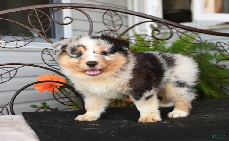 Australian Shepherd dogs for sale - Ad 3